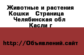 Животные и растения Кошки - Страница 8 . Челябинская обл.,Касли г.